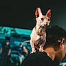 cat, sphynx_cat, hairless_cat, pet, animal, shoulder, person, gold_chain, collar, large_ears, wrinkled_skin, standing, portrait, indoor, crowd, event, fashion, blurred_background, dramatic_lighting, black_clothing