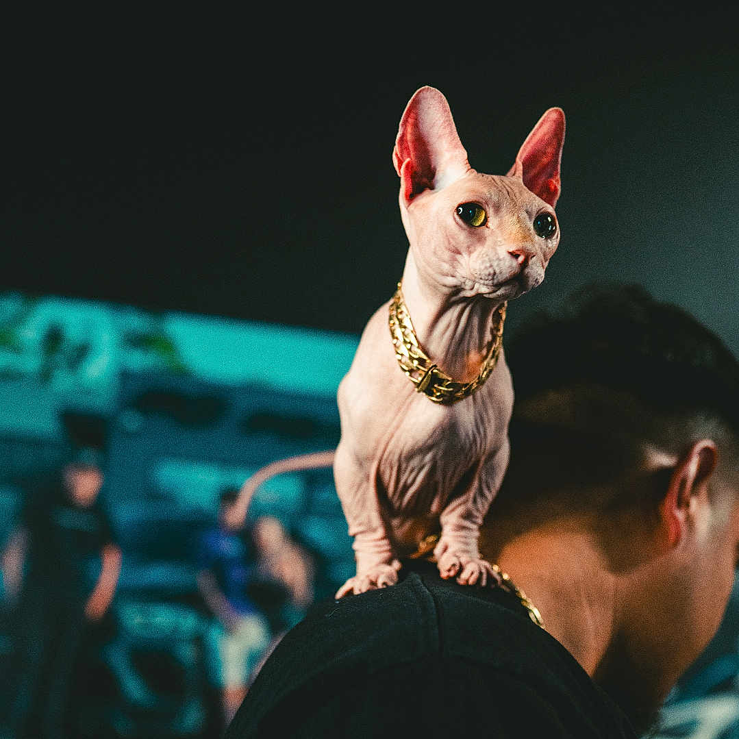 Pinky