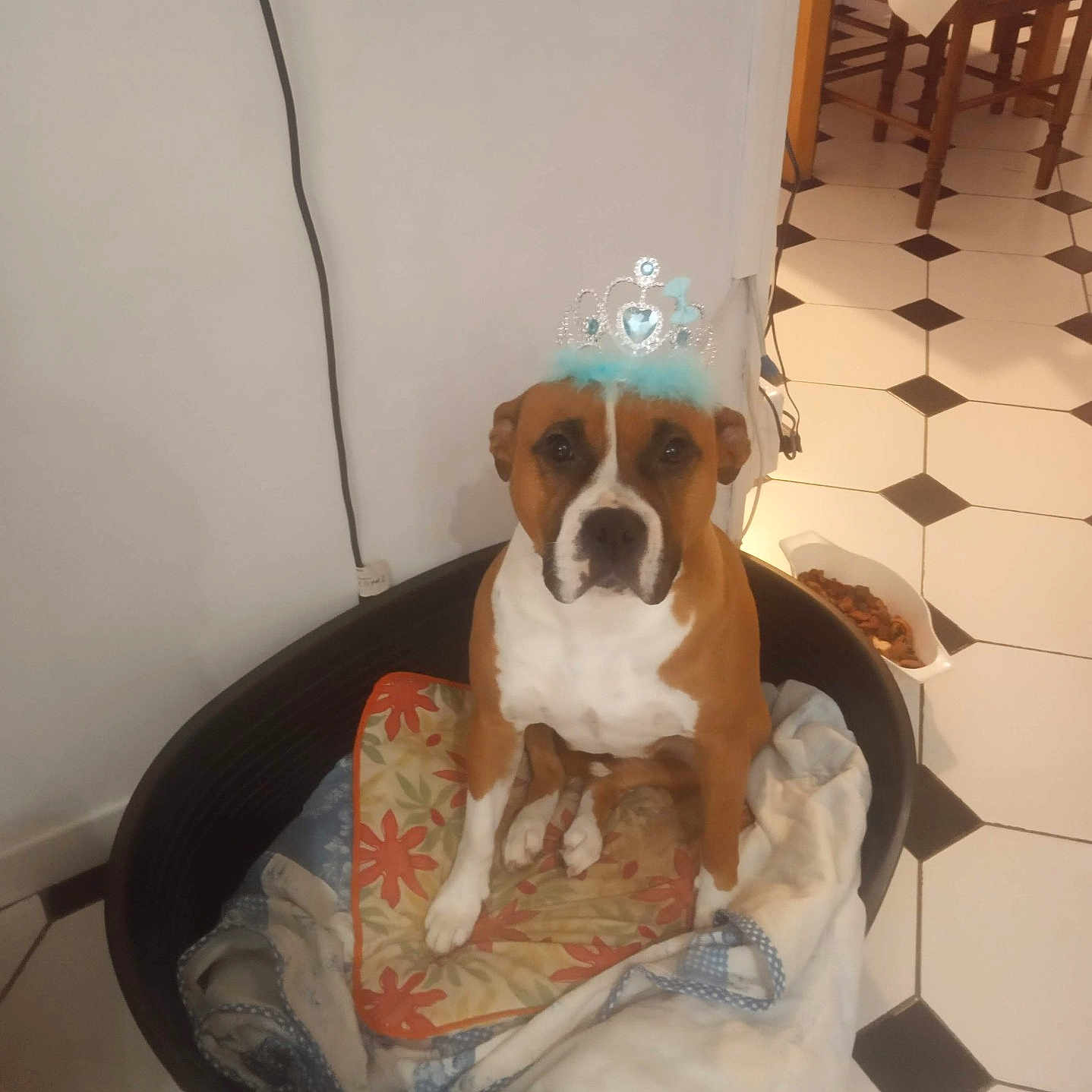 Nina a rejoint le concours — aidez-le/la à gagner de superbes lots ! animal, blanket, brown_dog, chair, cord, cute, decor, dog, floor, food_bowl, indoor, kitchen, pet_bed, portrait, sitting, table, tiara, tile_floor, wall, white_dog