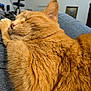 Tigger joined the competition — help win amazing prizes! cat, orange_cat, sleeping, fur, close_up, domestic_animal, pet, indoor, cozy, relaxation, denim, lap, whiskers, cute, feline, resting, soft_fur, animal, mammal, companion