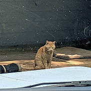 Tigger joined the competition — help win amazing prizes! cat, orange_cat, tabby, animal, pet, sitting, outdoor, sunlight, vehicle, windshield, road, quiet, alone, daytime, feline, fur, resting, pavement, shadow, curious