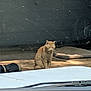 cat, orange_cat, tabby, animal, pet, sitting, outdoor, sunlight, vehicle, windshield, road, quiet, alone, daytime, feline, fur, resting, pavement, shadow, curious