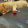 cat, ginger_cat, sleeping, couch, leather, paw, toy, gift, red, paperclip_chain, colorful, pillow, patterned_pillow, indoor, pet, feline, relaxed, resting, fur, whiskers