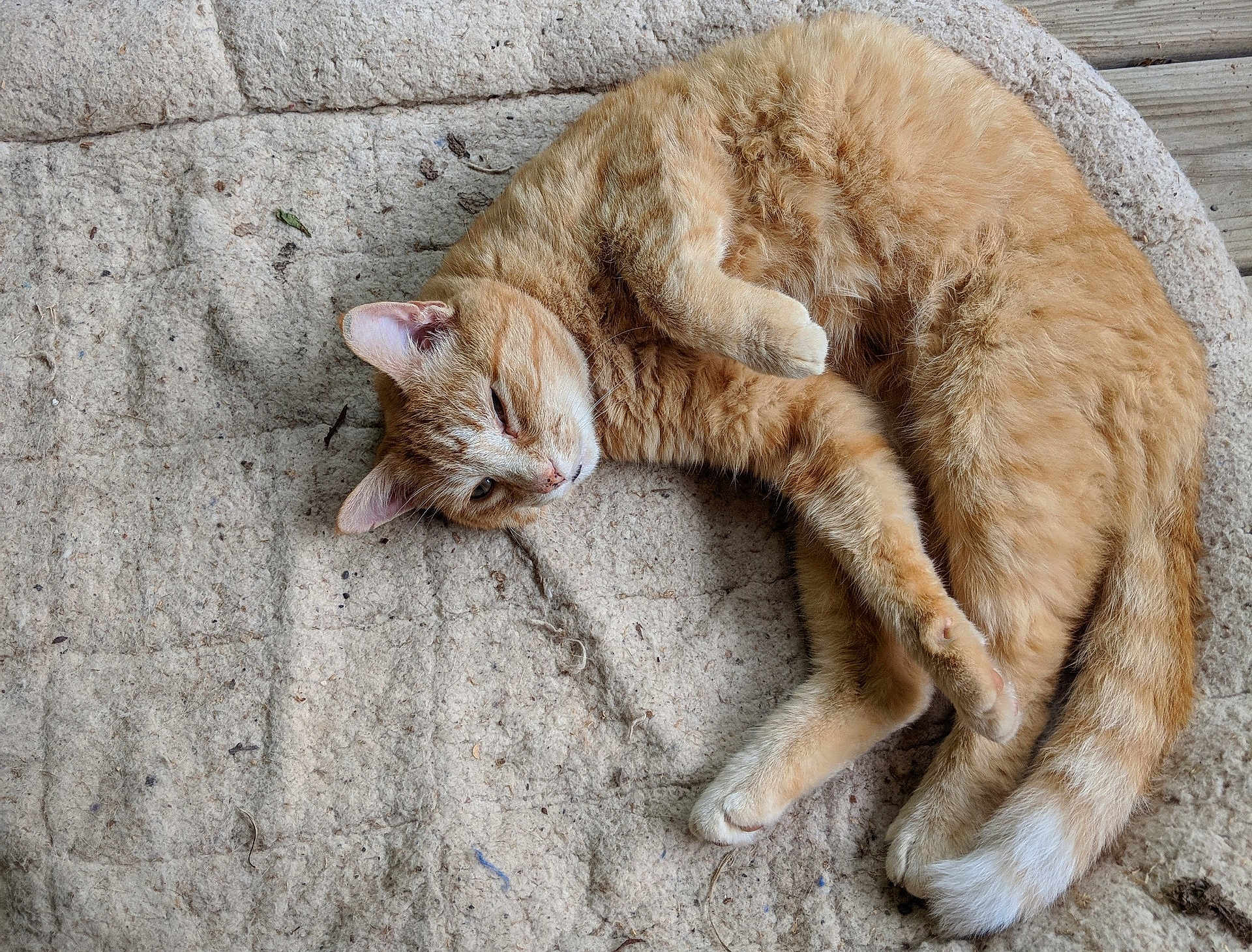 Tigger