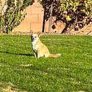 Bandit joined the competition — help win amazing prizes! dog, grass, outdoor, sunlight, plant, wall, leaf, shadow, small_dog, pet, canine, nature, yard, sitting, daytime, fur, animal, garden, quiet, calm