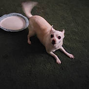 Pixie is registered to the contest to win money with this photo: animal, canine, carpet, curious, dog, domestic, floor, furniture, home, indoor, looking_at_camera, low_light, motion_blur, pet, pillow, plate, playful, small_dog, tail, white_dog