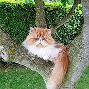 Paillette participe au concours pour gagner de l'argent avec cette photo : cat, persian_cat, tree, branch, outdoor, greenery, hedge, grass, fluffy, orange_cat, white_cat, pet, animal, feline, nature, moss, park, garden, resting, cute