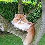 cat, persian_cat, tree, branch, outdoor, greenery, hedge, grass, fluffy, orange_cat, white_cat, pet, animal, feline, nature, moss, park, garden, resting, cute