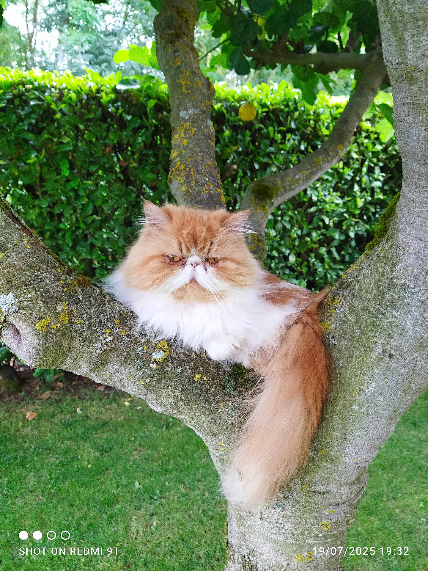 Paillette participe au concours pour gagner de l'argent avec cette photo : cat, persian_cat, tree, branch, outdoor, greenery, hedge, grass, fluffy, orange_cat, white_cat, pet, animal, feline, nature, moss, park, garden, resting, cute