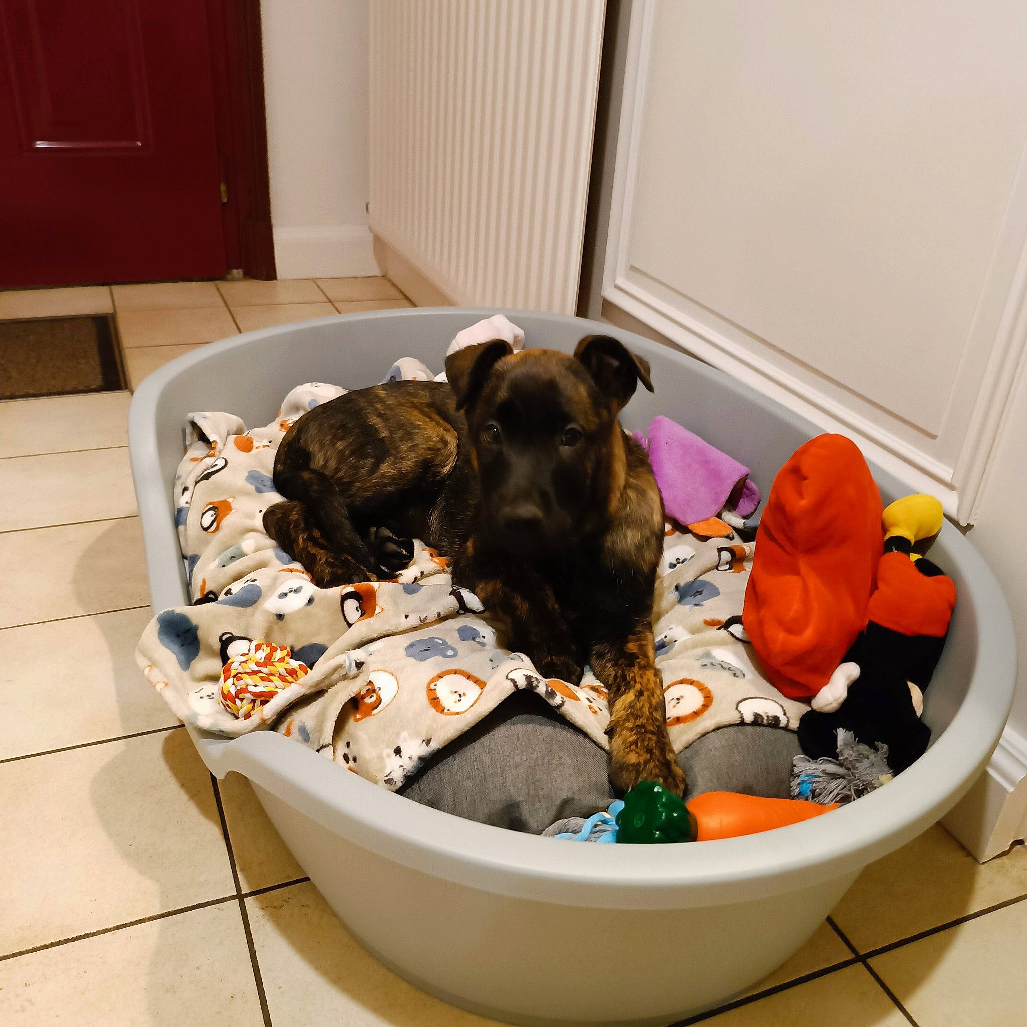 Utchoum participe au concours pour gagner de l'argent avec cette photo : baby_products, bag, cabinetry, canidae, carnivore, comfort, companion_dog, dog, dog_bed, dog_breed, dog_supply, door, fawn, flooring, luggage_and_bags, pet_supply, room, sporting_group, toy, working_animal