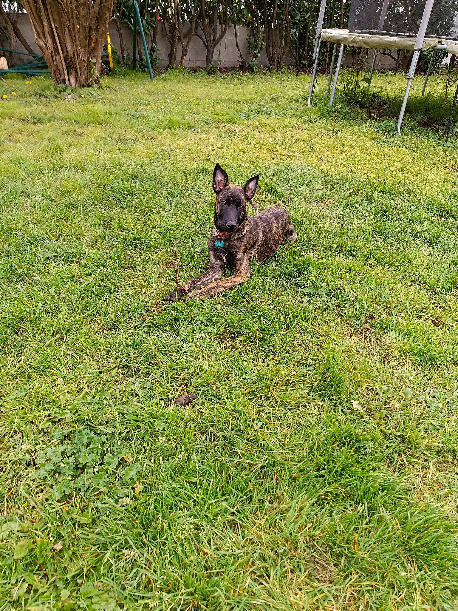 Utchoum a rejoint le concours — aidez-le/la à gagner de superbes lots ! canidae, carnivore, companion_dog, dog, dog_breed, fawn, fence, garden, grass, grassland, groundcover, herding_dog, landscaping, lawn, old_german_shepherd_dog, plant, snout, sporting_group, tail, terrestrial_animal