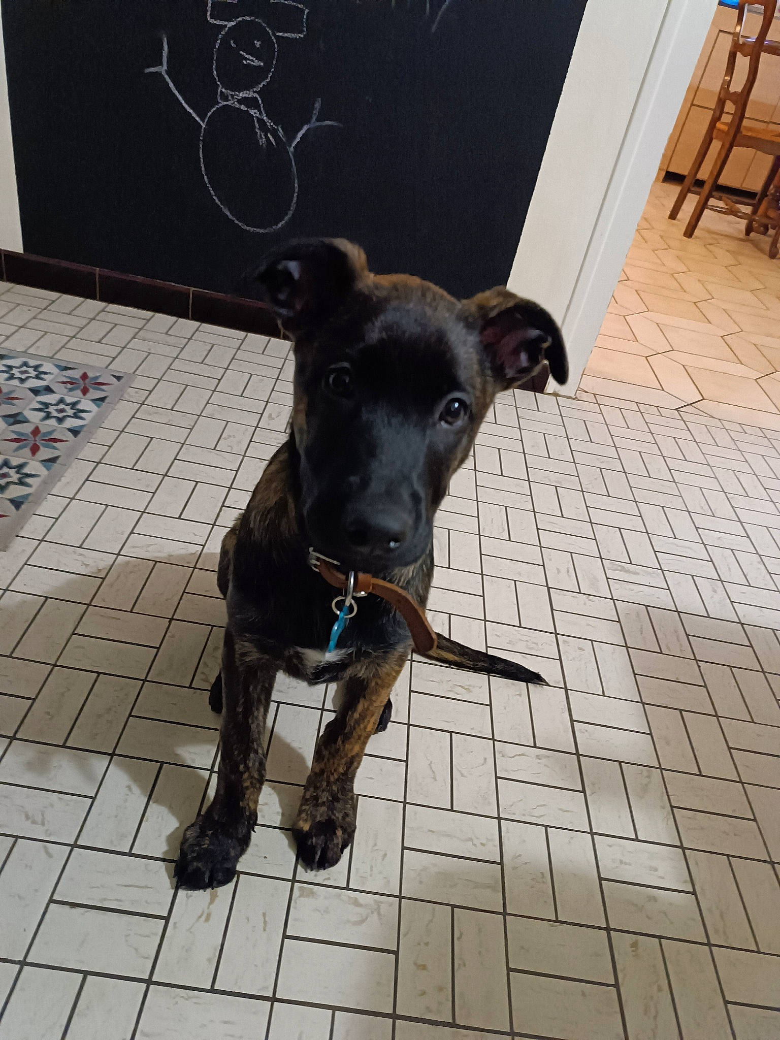 Utchoum participe au concours pour gagner de l'argent avec cette photo : canidae, carnivore, chair, collar, companion_dog, dog, dog_breed, dog_collar, dog_supply, fawn, flooring, guard_dog, pet_supply, road_surface, snout, sporting_group, tail, terrestrial_animal, toy_dog, working_animal