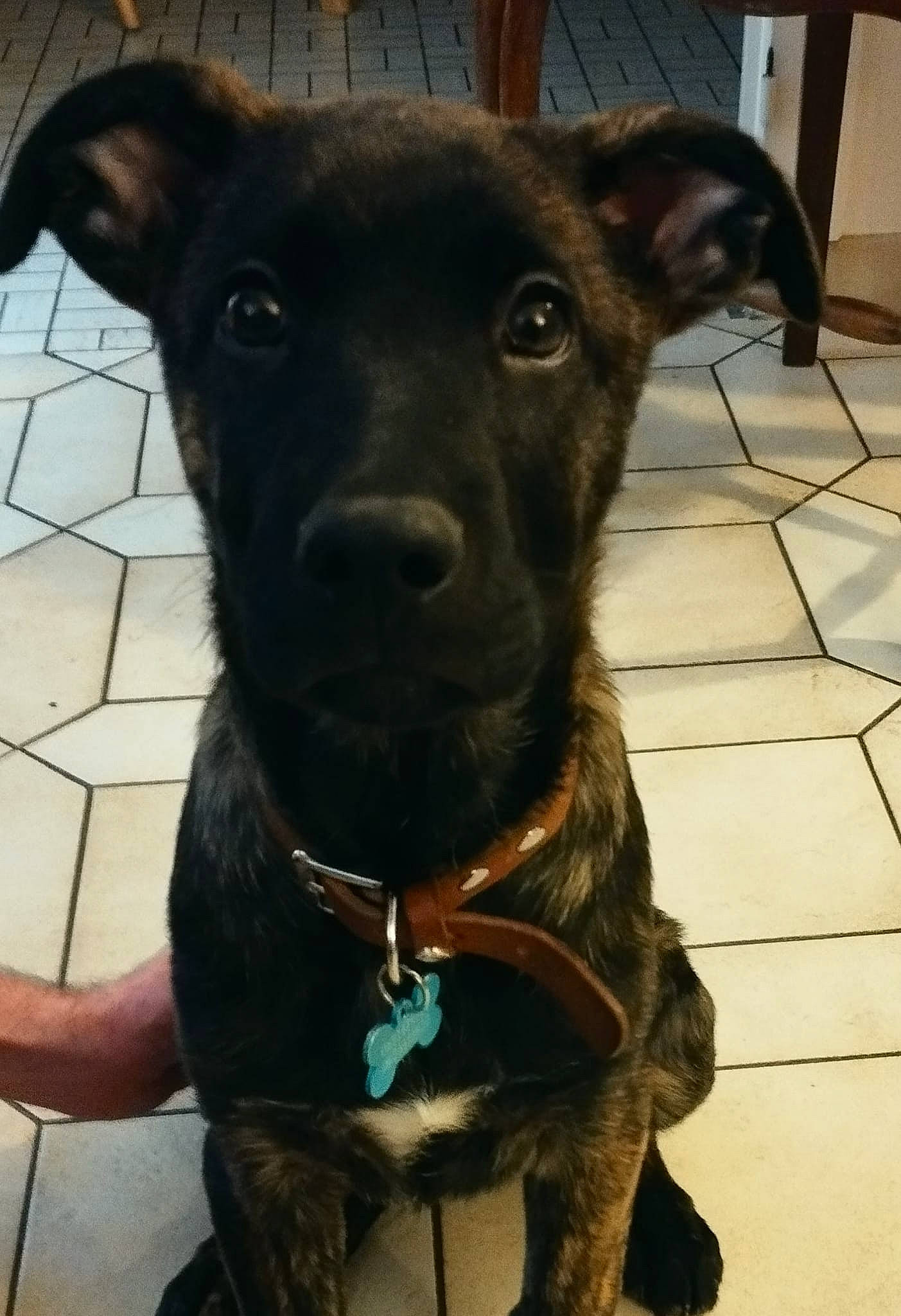 Utchoum participe au concours pour gagner de l'argent avec cette photo : borador, canidae, carnivore, collar, companion_dog, dog, dog_breed, dog_collar, eye, fawn, fur, head, liver, pet_supply, snout, sporting_group, terrestrial_animal, tile_flooring, whiskers, working_animal