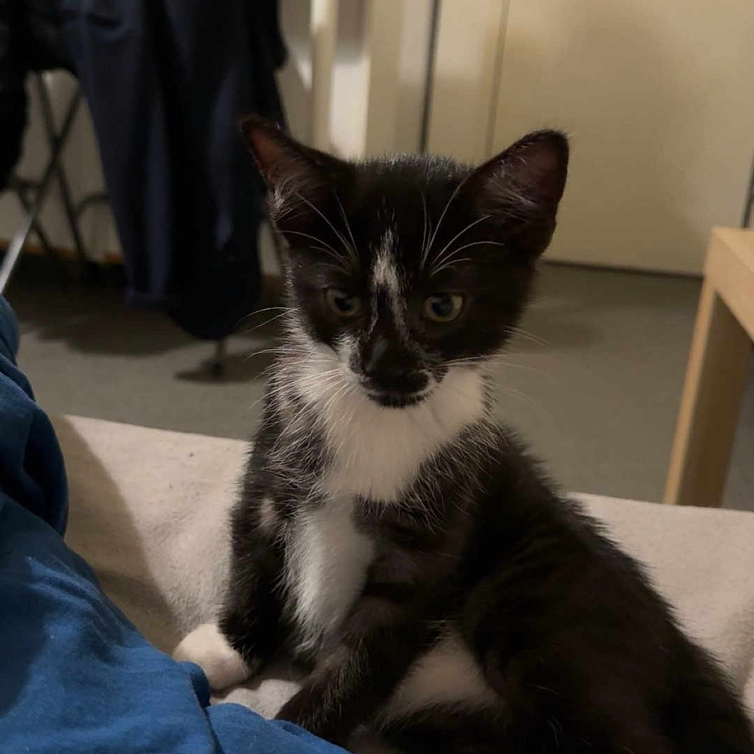 Simba