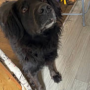 Loulou participe au concours pour gagner de l'argent avec cette photo : dog, black_dog, pet, indoor, wooden_floor, chair, bag, flooring, looking_up, fur, animal, curious, brown_eyes, canine, domestic_animal, household, furniture, standing, floor, closeup