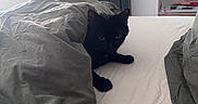 Athena participe au concours pour gagner de l'argent avec cette photo : black_cat, cat, bed, blanket, indoor, pet, feline, resting, cozy, gray_blanket, white_bed, radiator, window, shelf, domestic_animal, animal, fur, whiskers, paw, quiet