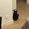black_cat, cat, pet, floor, wooden_floor, wall, electrical_outlet, indoor, animal, feline, looking, sitting, dark_fur, ears, eyes, home, blanket, corner, doorway, quiet