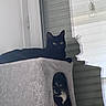 black_cat, tuxedo_cat, cat_condo, cat_tree, pet, indoor, feline, shadow, relaxed, cozy, animal, cute, resting, domestic_cat, household, fur, paw, window, light, wall