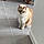 Minou