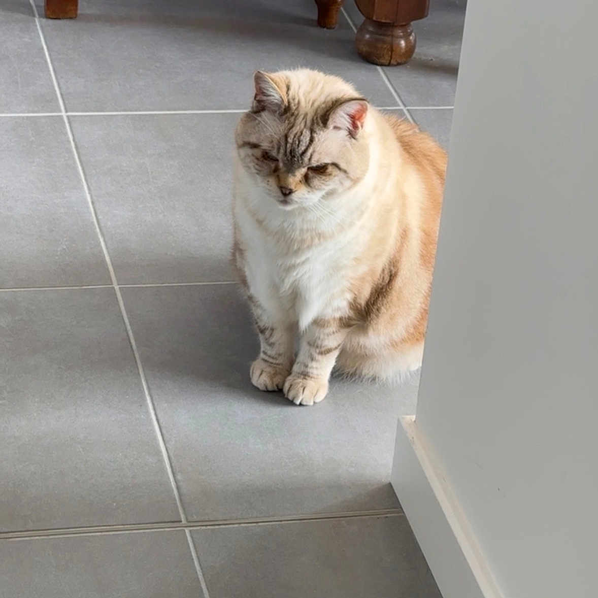 Minou