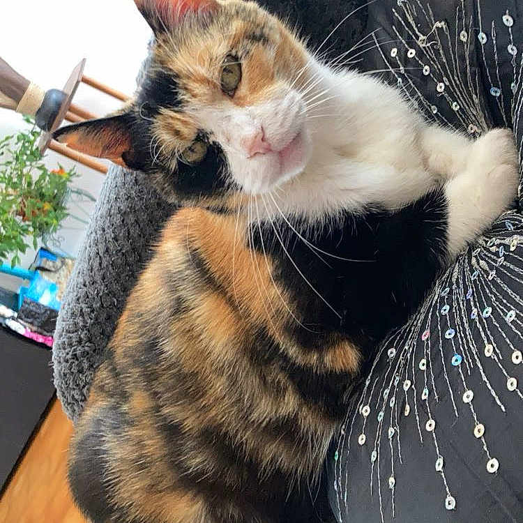 Tigresse a rejoint le concours — aidez-le/la à gagner de superbes lots ! cat, calico_cat, pet, feline, indoor, cozy, blanket, pillow, sequins, texture, relaxed, resting, fur, whiskers, ears, eyes, home, furniture, wood_floor, natural_light