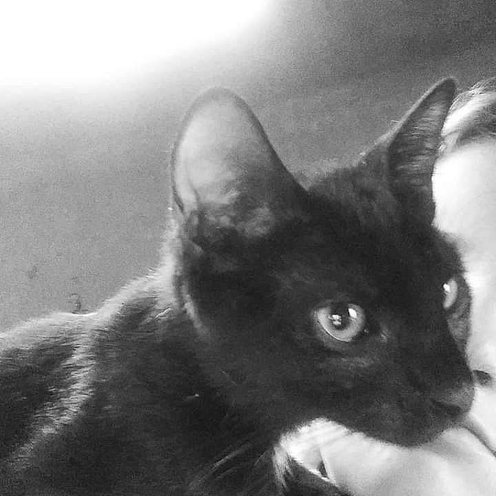 Kenzo participe au concours pour gagner de l'argent avec cette photo : asian, black_and_white, black_cat, burmese, carnivore, cat, eye, felidae, german_rex, havana_brown, javanese, kitten, mammal, monochrome, oriental_longhair, photography, small_to_medium_sized_cats, snout, vertebrate, whiskers