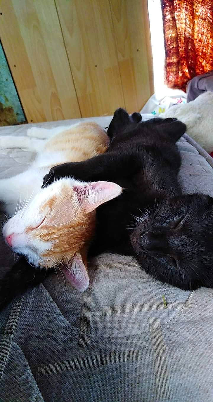 Kenzo a rejoint le concours — aidez-le/la à gagner de superbes lots ! canidae, carnivore, cat, fawn, felidae, fur, kitten, nap, small_to_medium_sized_cats, tail, whiskers