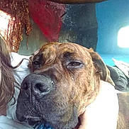 Vagabond participe au concours pour gagner de l'argent avec cette photo : alano_espanol, bandog, boerboel, boxer, bullmastiff, canidae, carnivore, companion_dog, dog, dog_breed, fawn, fila_brasileiro, mammal, non_sporting_group, perro_de_presa_canario, rare_breed_dog, snout, sporting_group, tosa, vertebrate