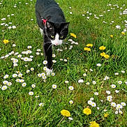 Bounty participe au concours pour gagner de l'argent avec cette photo : cat, black_and_white, grass, flowers, daisies, dandelions, outdoor, nature, pet, animal, walking, greenery, meadow, spring, sunlight, feline, close_up, playful, curious, leash