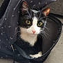 Bounty a rejoint le concours — aidez-le/la à gagner de superbes lots ! cat, black_and_white, backpack, yellow_eyes, curious, pet, indoor, zipper, floor, fabric, close_up, whiskers, feline, domestic_animal, resting, cute, animal, young_cat, looking, cozy