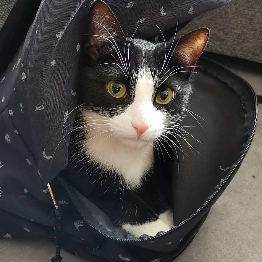 Bounty a rejoint le concours — aidez-le/la à gagner de superbes lots ! animal, backpack, black_and_white, cat, close_up, cozy, curious, cute, domestic_animal, fabric, feline, floor, indoor, looking, pet, resting, whiskers, yellow_eyes, young_cat, zipper