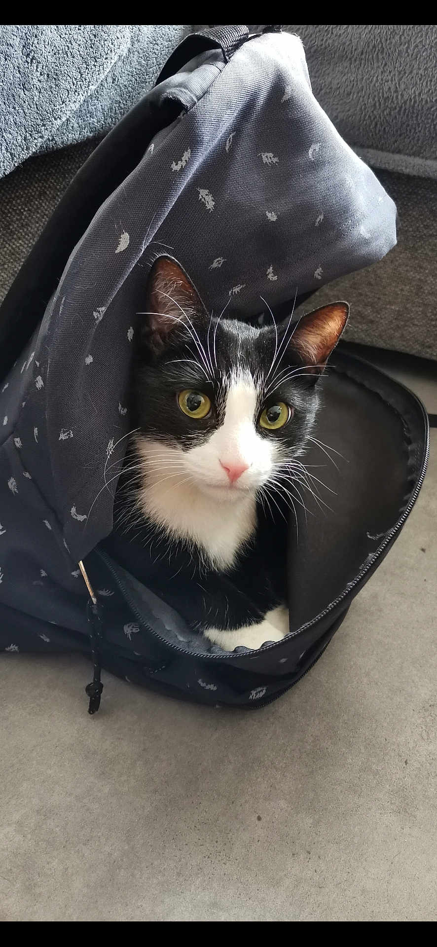 Bounty a rejoint le concours — aidez-le/la à gagner de superbes lots ! cat, black_and_white, backpack, yellow_eyes, curious, pet, indoor, zipper, floor, fabric, close_up, whiskers, feline, domestic_animal, resting, cute, animal, young_cat, looking, cozy