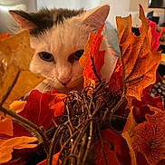 Narcissa is registered to the contest to win money with this photo: cat, autumn, fall_leaves, orange, yellow, decor, twigs, curious, indoor, pet, closeup, animal, white_cat, gray_cat, feline, nature_inspired, seasonal, cozy, soft_light, background_blur