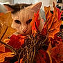 cat, autumn, fall_leaves, orange, yellow, decor, twigs, curious, indoor, pet, closeup, animal, white_cat, gray_cat, feline, nature_inspired, seasonal, cozy, soft_light, background_blur