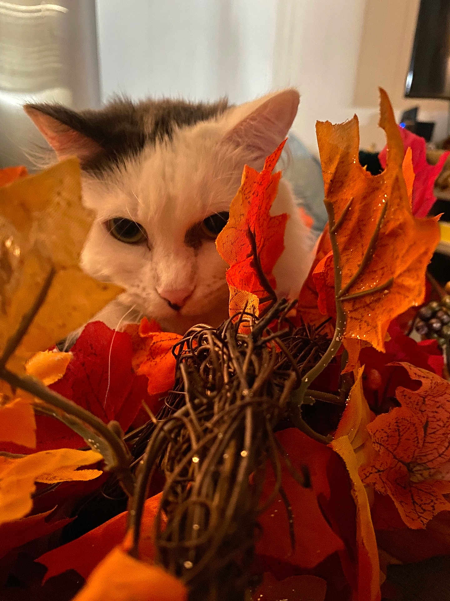 Narcissa is registered to the contest to win money with this photo: cat, autumn, fall_leaves, orange, yellow, decor, twigs, curious, indoor, pet, closeup, animal, white_cat, gray_cat, feline, nature_inspired, seasonal, cozy, soft_light, background_blur
