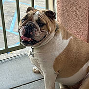 Tucker joined the competition — help win amazing prizes! bulldog, dog, pet, animal, sitting, concrete, railing, outdoor, happy, wrinkled_face, paw, tongue, collar, parking_lot, wall, texture, closeup, mammal, canine, companion