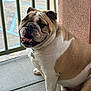 bulldog, dog, pet, animal, sitting, concrete, railing, outdoor, happy, wrinkled_face, paw, tongue, collar, parking_lot, wall, texture, closeup, mammal, canine, companion