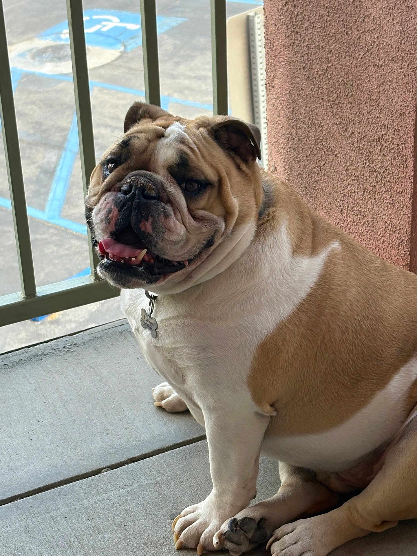 Tucker joined the competition — help win amazing prizes! bulldog, dog, pet, animal, sitting, concrete, railing, outdoor, happy, wrinkled_face, paw, tongue, collar, parking_lot, wall, texture, closeup, mammal, canine, companion