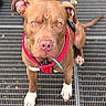 alert, animal, brown_dog, canine, close_up, collar_tag, dog, domestic_animal, ears, friendly, fur, guard_dog, leash, looking_up, metal_grate, outdoor, paws, pet, pet_accessory, red_harness
