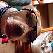 Bubba J is registered to the contest to win money with this photo: audio_equipment, child, costume, event, eyewear, fashion_accessory, fawn, fun, fur, goggles, personal_protective_equipment, public_event, recreation, smile, sunglasses, vision_care