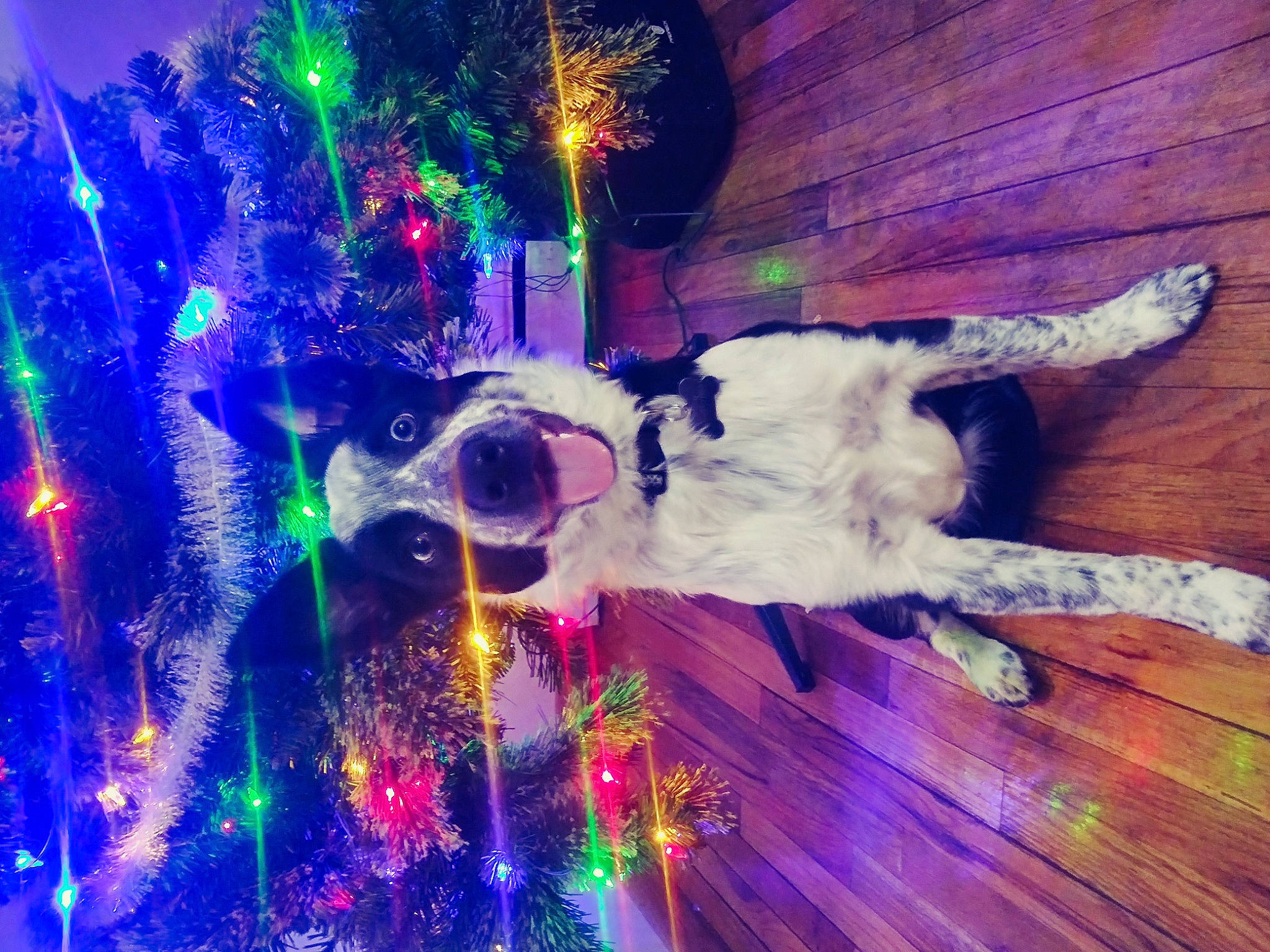 Jupiter is registered to the contest to win money with this photo: art, canidae, colorfulness, design, fun, graphic_design, graphics, green, light, night, purple, sky, space, sporting_group, tree, violet