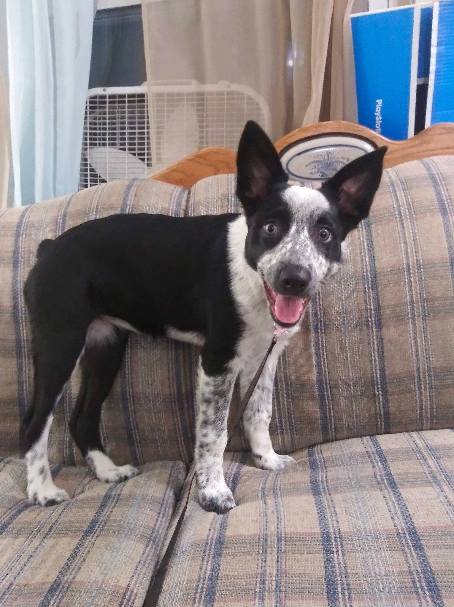 Jupiter joined the competition — help win amazing prizes! canidae, carnivore, dog, dog_breed, feist, mammal, mcnab, rat_terrier, teddy_roosevelt_terrier, vertebrate