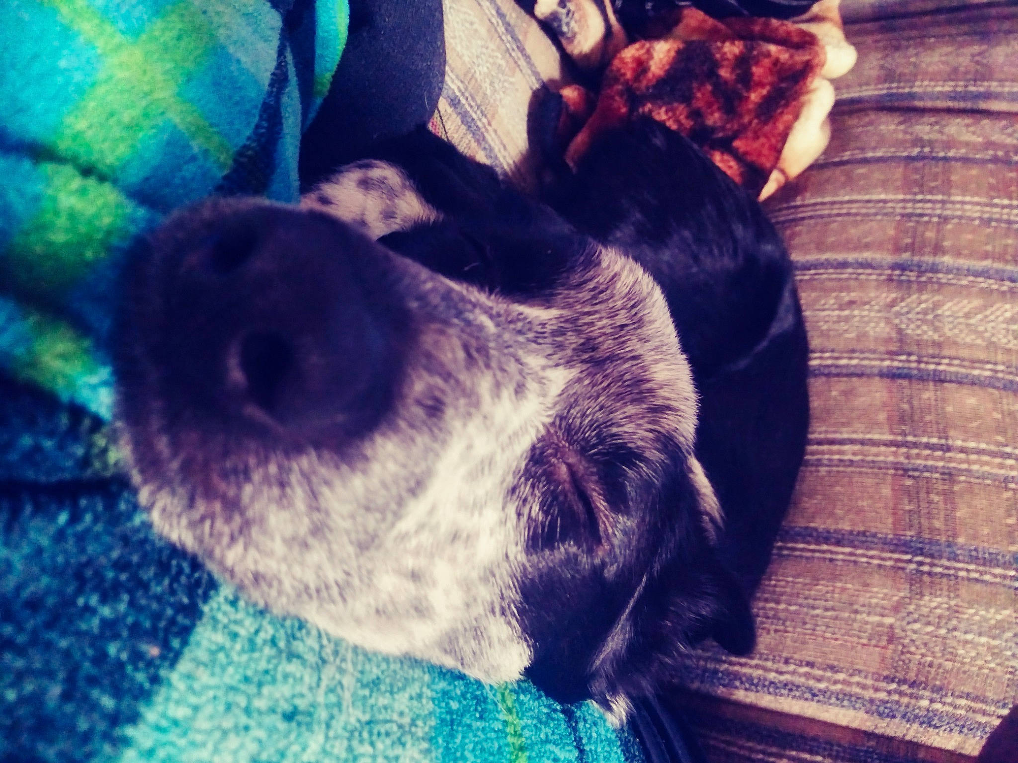 Jupiter is registered to the contest to win money with this photo: boston_terrier, canidae, carnivore, cloud, dog, dog_breed, love, meteorological_phenomenon, mountain, nap, nose, pointer, puppy, puppy_love, sky, sleep, snout, sporting_group, tail