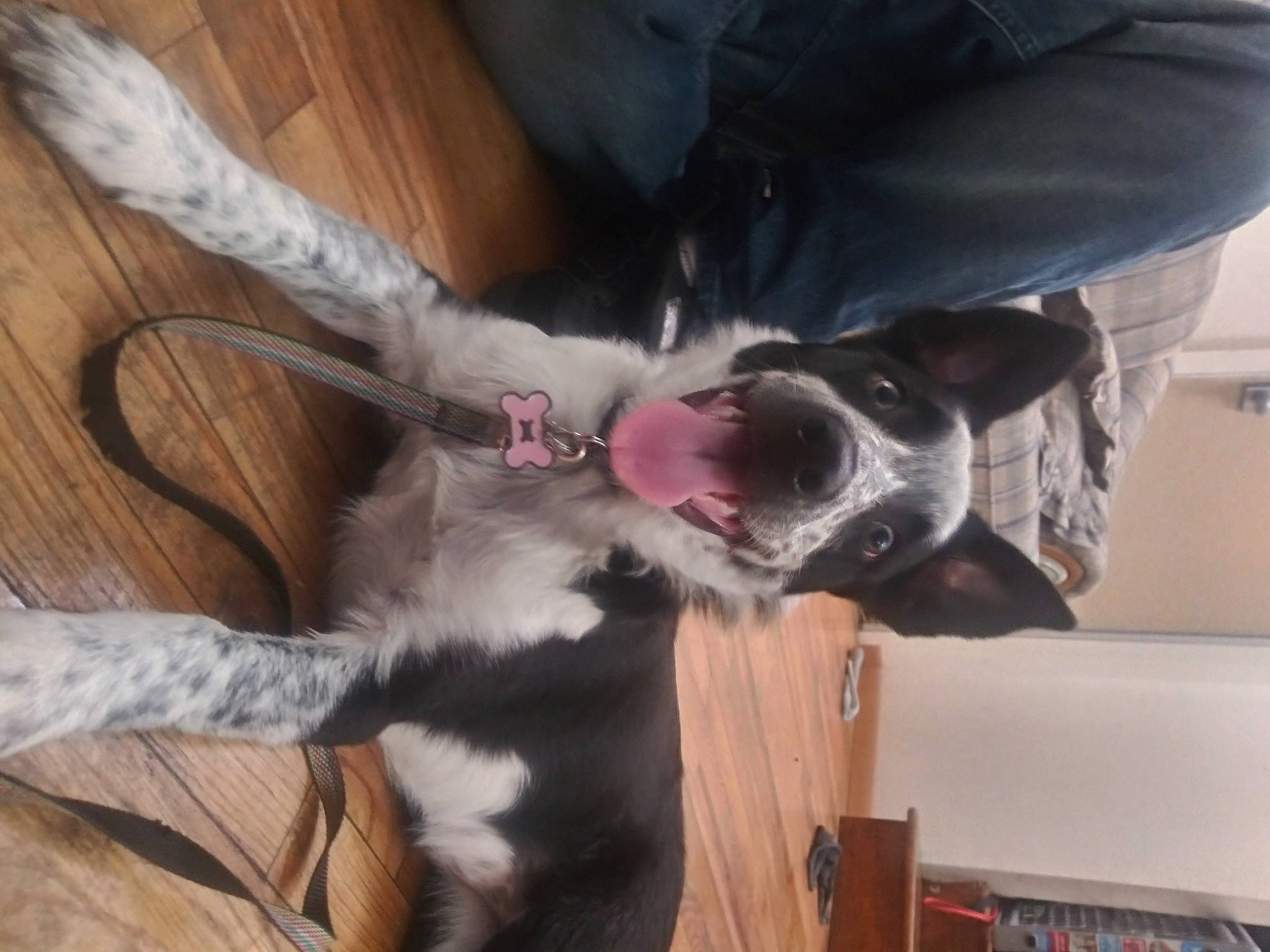 Jupiter is registered to the contest to win money with this photo: border_collie, canidae, carnivore, companion_dog, dog, dog_breed, ear, great_dane, guard_dog, mammal, pit_bull, snout, sporting_group