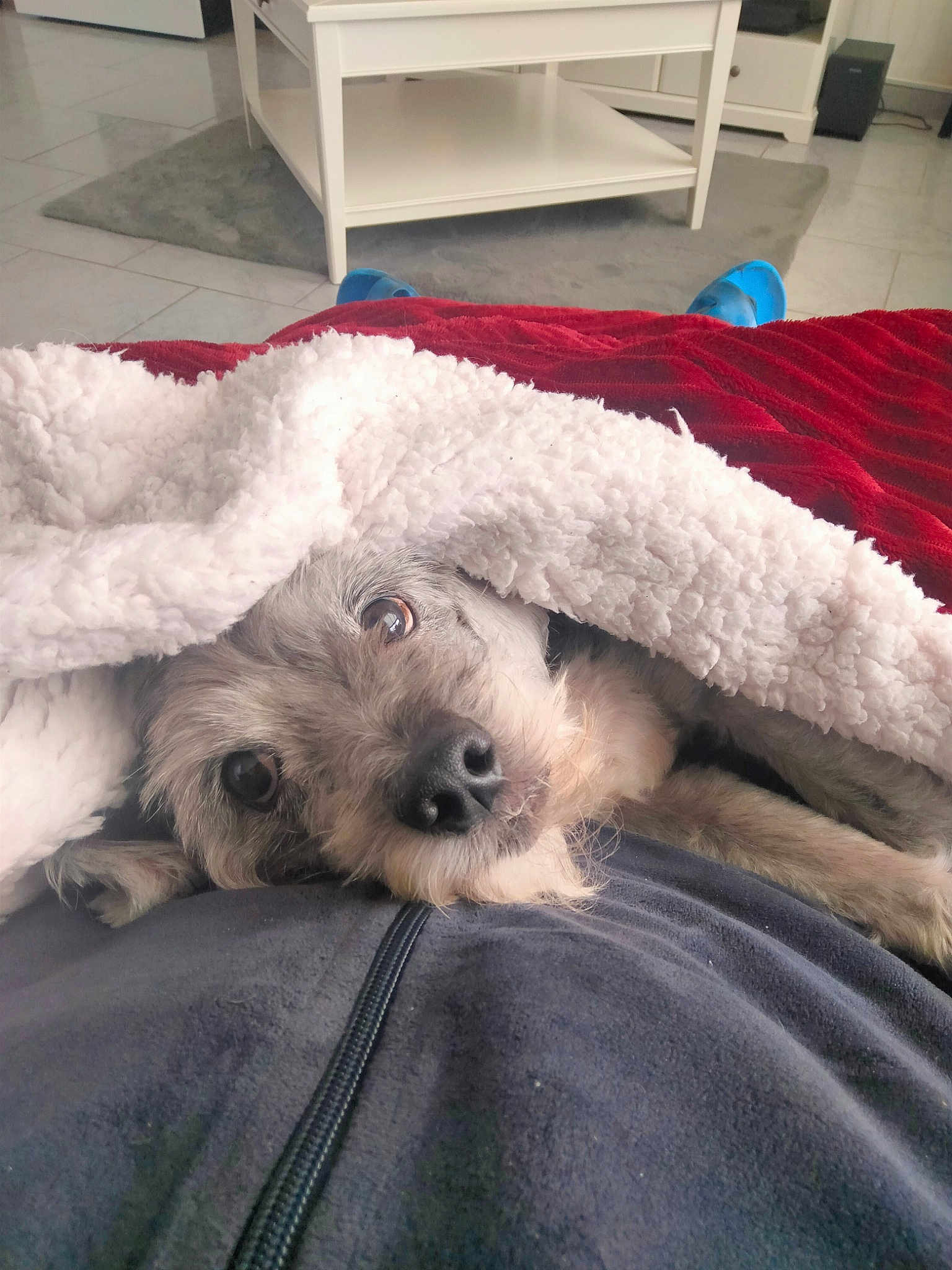 Chouquette