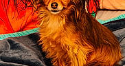 Smarties a rejoint le concours — aidez-le/la à gagner de superbes lots ! alert, animal, blanket, brown_fur, colorful_background, companion, cozy, cute, dog, domestic_animal, ears, fluffy, friendly, fur, indoor, pet, portrait, sitting, small_dog, soft_texture