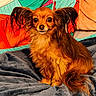 alert, animal, blanket, brown_fur, colorful_background, companion, cozy, cute, dog, domestic_animal, ears, fluffy, friendly, fur, indoor, pet, portrait, sitting, small_dog, soft_texture