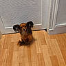 Smarties a rejoint le concours — aidez-le/la à gagner de superbes lots ! animal, brown_dog, companion, curious, cute, dog, door, ears, floor, fur, home_interior, house, indoor, looking_up, pet, small_dog, tiny, waiting, white_door, wooden_floor