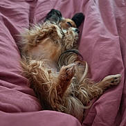 Smarties participe au concours pour gagner de l'argent avec cette photo : animal, bed, canine, cozy, cute, dog, domestic_animal, ears, fluffy, fur, furry, indoor, laying_down, paws, pet, pink_blanket, relaxed, resting, sleeping, small_dog
