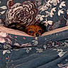 Smarties participe au concours pour gagner de l'argent avec cette photo : animal, bed, blanket, brown, comfort, cozy, cute, cute_pet, dog, ears, face, floral_pattern, fur, hidden, indoor, peek, pet, resting, small_dog, snug